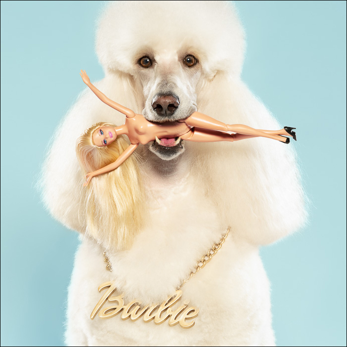White Standard Poodle wearing a gold Barbie necklace, holds a naked Barbie doll with blond hair and black high heels in its mouth.