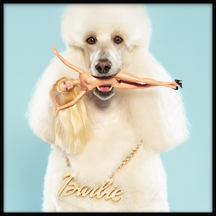 White Standard Poodle wearing a gold Barbie necklace, holds a naked Barbie doll with blond hair and black high heels in its mouth.