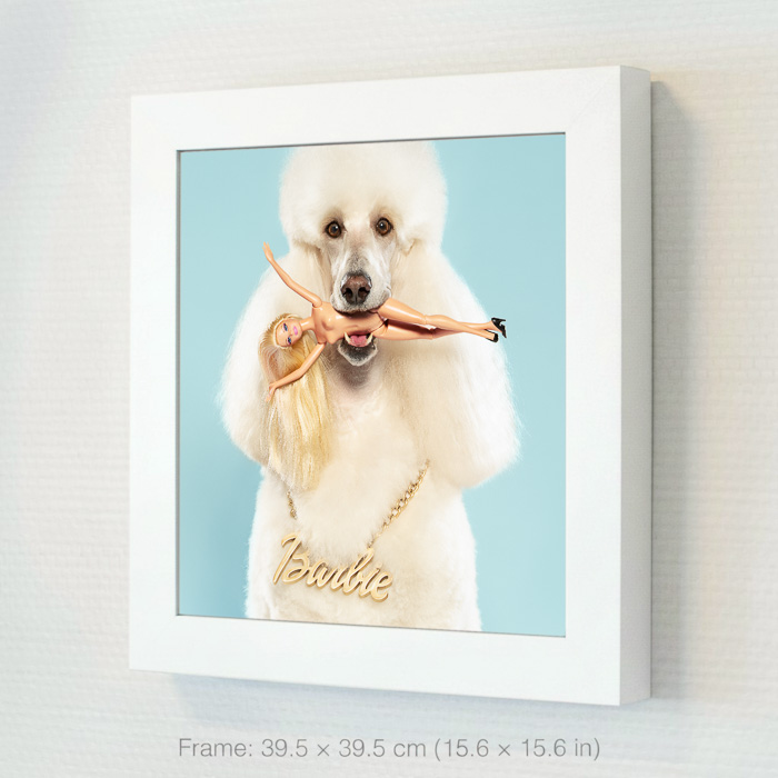White Standard Poodle wearing a gold Barbie necklace, holds a naked Barbie doll with blond hair and black high heels in its mouth.